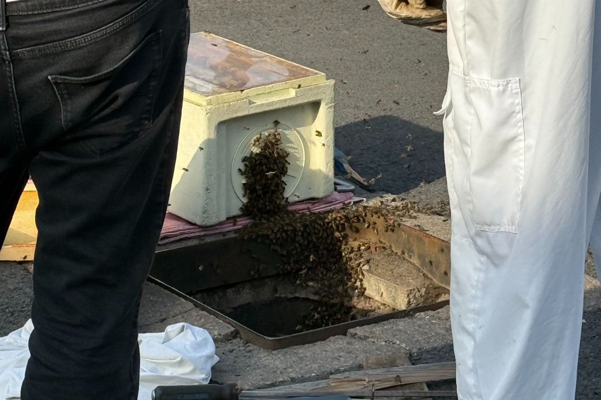 Warden swarms to the rescue following un-bee-lievable discovery at Kirkham office